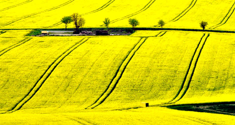Soester Börde - Gelbe Toskana